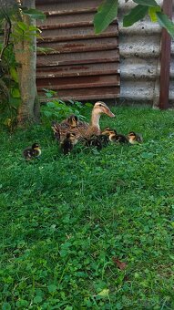 Predam Indických bežcov - 2