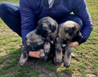 Šteňatá Kaukazský ovčiak - 2