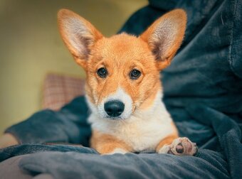 Welsh Corgi Pembroke z pp - 2