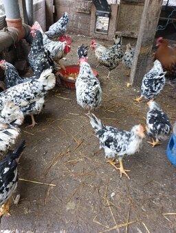 Leghorn Exchequer - 2