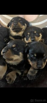 Šteniatka rotvajlera - 2