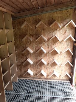 Poštové holuby - 2