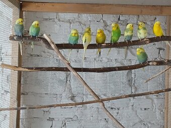 Dúhové andulky - 2