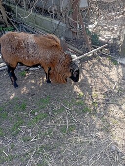 Kamerunské ovce - 2