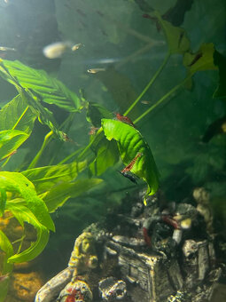 Predám krevetky mix farieb - 2