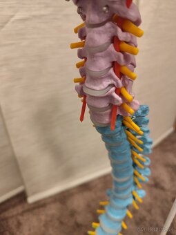 Model chrbtice s panvou Cranstein A-339 - 2