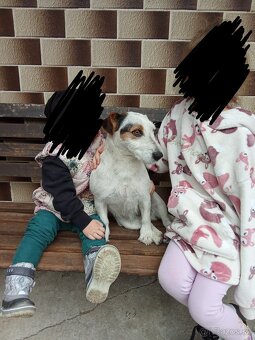 Jack Russell fena - 2