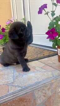 mops - 2