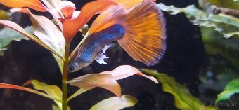 Gupky (Poecilia reticulata), Kardinálka čínska (Tanichthys a - 2