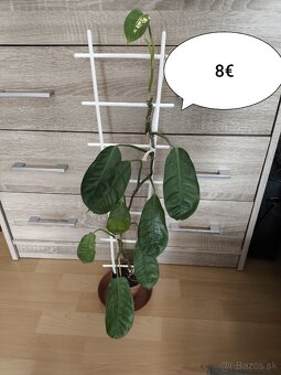 Izbové rastliny k odberu - 2
