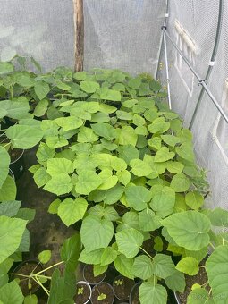 Paulownia Tomentosa rýchlorastúci strom - 2