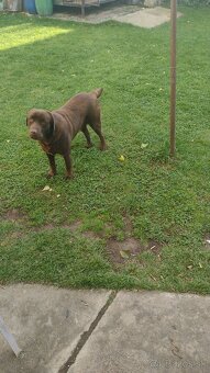 Čokoládovy labrador - 2