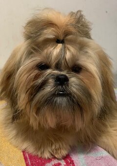 Šteniatka Shih Tzu s dokladmi FCI - 2