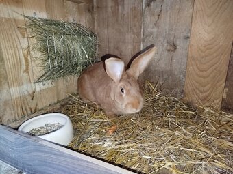 Burgundsky králik - 2