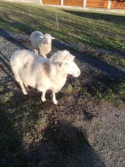 Predám ovcu na mäso - 2