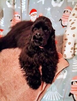 Americký kokeršpaniel/rodokmeňom fci - 2