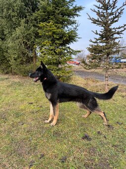 Nemecký ovčiak - 2