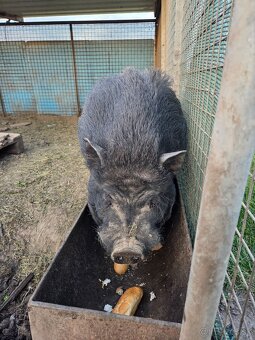 Predam Vietnamske Kanca - 2