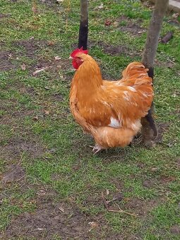 Predám kohútov - 2