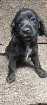 Anglický kokeršpaniel - 2