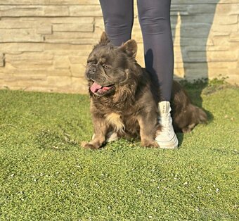 Francúzsky buldoček krytie - 2