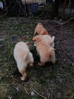 Darujem šteniatka - 2