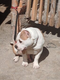 Bully - 2