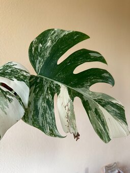 Monstera albo variegata 2 - 2
