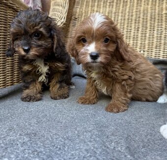cavalier king charles spaniel - 2