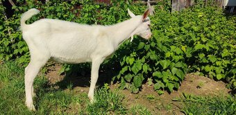Predám dvojmesačného capka. - 2