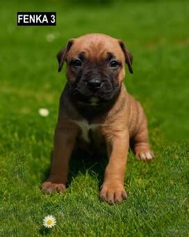Šteniatka - Americký stafordšírsky teriér (Amstaff, Staford) - 2