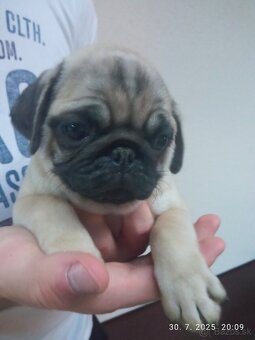 Mops predam - 2