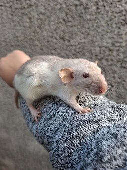 Predám potkanika Dumbo - 2