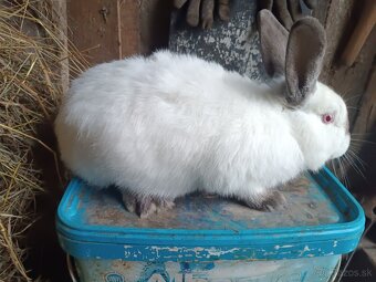 Kalifornský králik - 2