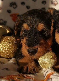 Airedale teriér / Erdelterier - šteniatka s PP - 2