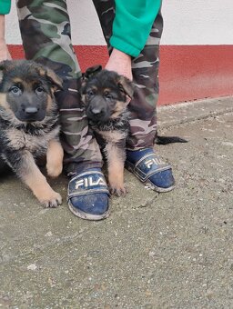 Nemecký ovčiak - 2