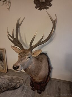 Jeleň, preparát, trofej, trofeje, parozie - 2