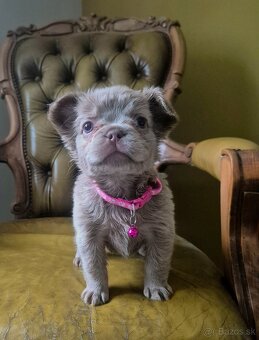 Francúzsky buldoček s PP fluffy - 2