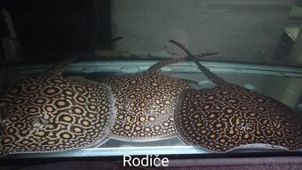 Potamotrygon motoro Mini Royal marbled - 2