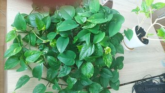 Pochos - epipremnum - divy Jano - divoký Janko - 2