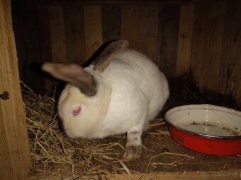 dospelá samica na ďalší chov 30 EUR, priamo PO - 2