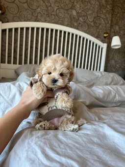 Maltipoo - 2