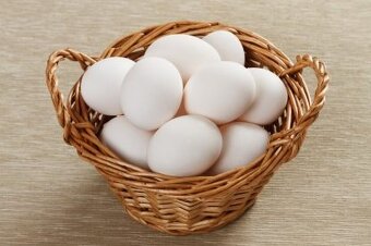 Násadové vajcia Leghorn biely. - 2