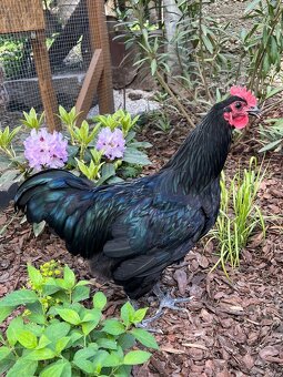 Australorp kohuti - 2