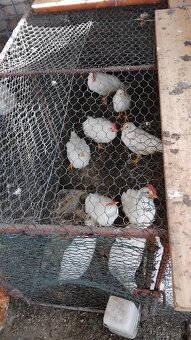 Sliepočky leghorn - 2