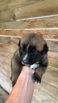 Belgický Ovčiak Malinois - 2