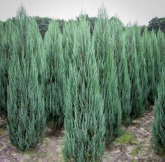 Borievka - juniperus blue arrow - 2