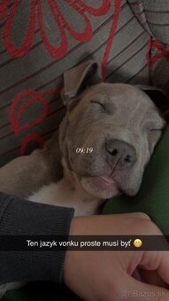 Predám šteniatko - 2