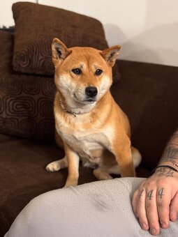 Shiba inu Hľadáme psíka pre našu Tafi na krytie - 2