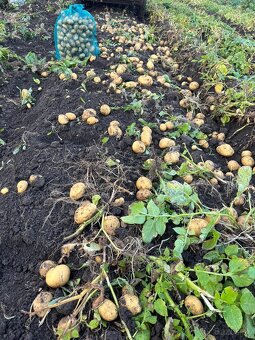 Predam konzumne zemiaky - 2